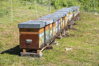 Beehive in a meadow, Italy