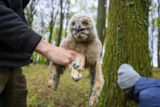 Münsterland, North Rhine-Westphalia, Germany, A bird ringing human ornithologist gently holds a