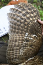 Münsterland, North Rhine-Westphalia, Germany, wings of a tawny owl (Strix aluco) during age