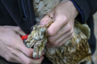 Close-up of hands attaching a ring to a tawny owl (Strix aluco), ringing, close-up of a hand