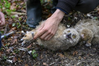 Münsterland, North Rhine-Westphalia, Germany, An ornithologist carefully rings a young eagle owl