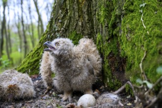 Münsterland, North Rhine-Westphalia, Germany, A young eagle owl (Bubo bubo) is sitting on the