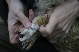 Close-up of hands attaching a ring to an eagle owl (Bubo bubo), ringing, close-up of a hand holding