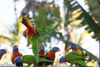Daytime feeding and flight of many lorikeets in Cairns, Queensland, Australia