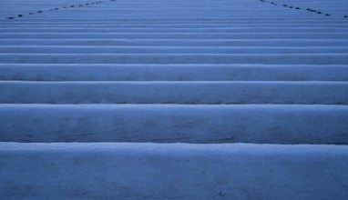 White film prevents purple and green asparagus heads, controls the start of harvest, snow on
