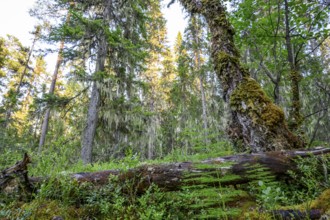 Fallen tree trunk covered with moss in a wooded landscape, Urskog Hamra National Park, Hamra,