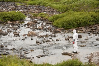 Person in a protective suit, protective mask and goggles looking for dead kittiwakes (Rissa