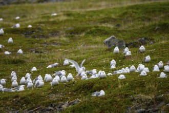 Kittiwakes (Rissa tridactyla) suffering from avian influenza, melancholic atmosphere, Ekeroya,