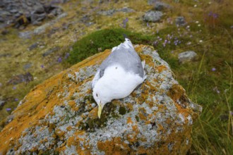 A dead kittiwake (Rissa tridactyla), dead from avian influenza, on a stony coastal cliff, grey sky