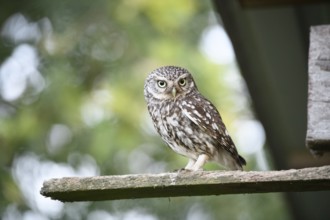 Little owl (Athene noctua) on a weathered wooden board with blurred green background and natural