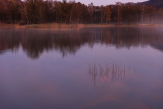 Quiet evening mood at the lake with reeds in the foreground and red sunset, Mondsee, Salzkammergut,