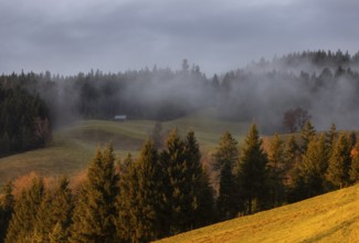 Sunset with clouds of fog in the forest, Mondseeland, Salzkammergut, Upper Austria, Austria