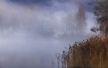 Evening in the reed belt with clouds of fog on Mondsee, inversion weather, Mondseeland,