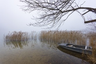 Foggy autumn atmosphere at the lake with fishing boat in reeds, Irrsee, Salzkammergut, Upper