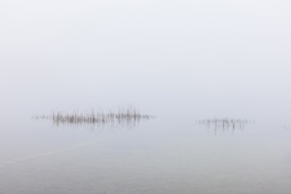 Calm autumnal fog on the lake with reeds in the foreground, Mondsee, Salzkammergut, Upper Austria,