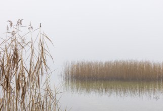 Autumn morning fog on the reed belt on the shores of Lake Mondsee, Salzkammergut, Upper Austria,