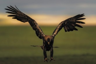Spanish imperial eagle (Aquila adalberti) Castilla-La Mancha, Spain