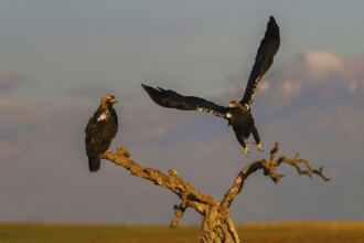 Spanish imperial eagle (Aquila adalberti) with the background of Gredos and the snowy peak of