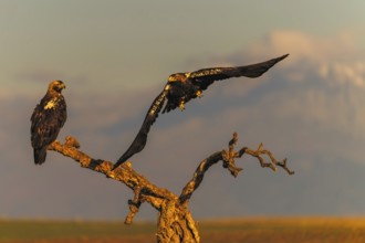 Spanish imperial eagle (Aquila adalberti) with the background of Gredos and the snowy peak of