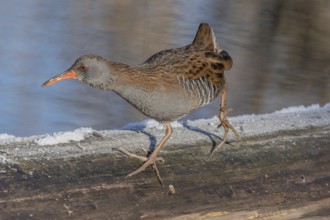 Water Rail (Rallus aquaticus) runs along a branch at the edge of the water in the moor. The sun