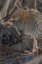 Water Rail (Rallus aquaticus) sits on branches in the swamp. It has grey feathers and stripes.