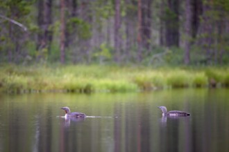 Two star divers (Gavia stellata swimming on a bog lake surrounded by coniferous forest), Örebro