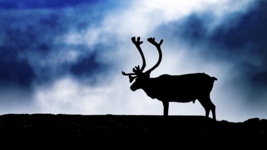 A single reindeer (Rangifer tarandus), silhouetted against a dark, cloudy sky, the picture radiates