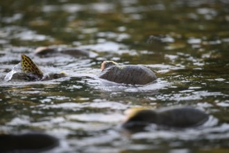 Atlantic salmon (Salmo salar) swimming close to the surface on their spawning migration in a