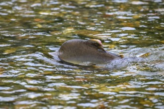 An Atlantic salmon (Salmo salar) swims close to the surface on its spawning migration in a northern