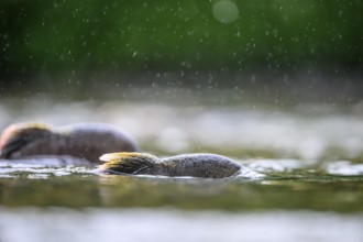 Atlantic salmon (Salmo salar) swimming close on their spawning migration in a northern Norwegian