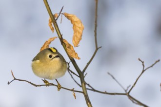 A goldcrest (Regulus regulus) on a thin branch with dry leaves in the background, Hesse, Germany