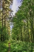 A wild path in the forest