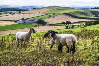 Sheeps, Scotish fields and farms, Southeast Scotland, UK