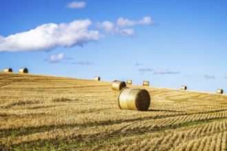 Straw bales in the Scottish fields, Southeast Scotland, UK