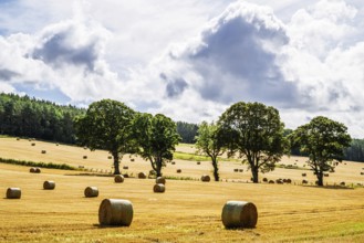 Straw bales in the Scottish fields, Southeast Scotland, UK