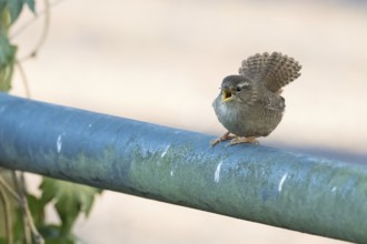 A wren (Troglodytes troglodytes) sits on a railing and sings, Hesse, Germany