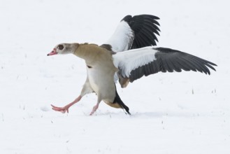 Egyptian goose (Alopochen aegyptiacus) landing with outstretched wings on snow-covered ground,