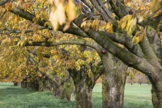 Old cherry trees (Prunus avium) of a plantation in autumn colour, Karsberg, Upper Franconia,