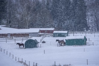 Horses in a paddock, snowy in winter, snowfall, in Elfringhauser Switzerland, near Sprockhövel,