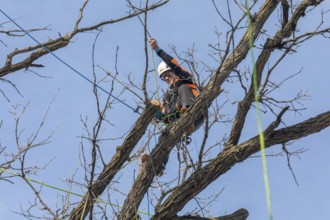 Detroit, Michigan - Members of the Detroit Arborist Collective trim dead branches from a burr oak