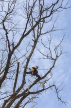 Detroit, Michigan - Members of the Detroit Arborist Collective trim dead branches from a burr oak