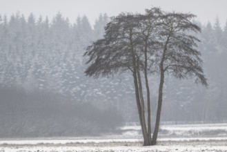 Black alder (Alnus glutinosa) in a snowy, foggy landscape, Emsland, Lower Saxony, Germany