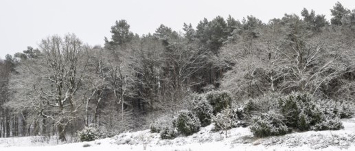 Forest edge with English oaks (Quercus robur) and pines (Pinus sylvestris) in the snow, Emsland,