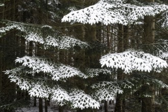 Snow-covered spruce (Picea abies), Emsland, Lower Saxony, Germany