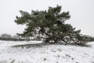 Old Scots pine (Pinus sylvestris), Emsland, Lower Saxony, Germany