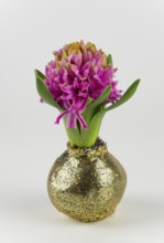 Pink hyacinth in a gold glittering vase on a white background, Hyacinth (Hyacinthus)
