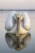 Dalmatian Pelican (Pelecanus crispus), Dalmatian Pelican, swimming, morning mood, close up,