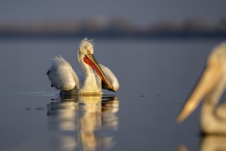 Dalmatian Pelican (Pelecanus crispus), Dalmatian Pelican, swimming, morning light, in its plumage,