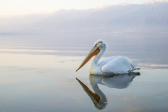 Dalmatian Pelican (Pelecanus crispus), Dalmatian Pelican, swimming, morning mood, in splendour,