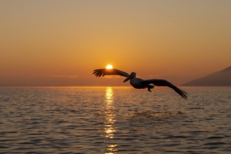 Dalmatian Pelican (Pelecanus crispus), Dalmatian Pelican, flying, morning mood, sunrise, in